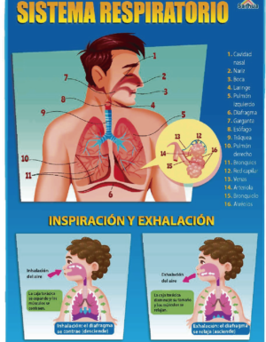 Láminas Murales – Sistema Respiratorio